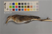 藏品(小秧雞)的圖片